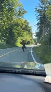 Sooke Potholes’ upright bear …probably responsible for a lot of Bigfoot sightings 🐻 Prakash spotted this guy near the popular Sooke park, and wanted to ensure park goers know black bears and other wildlife frequent that area. Keep your attractants closed up or you might get a knock on the car window from this guy. | VibrantVictoria