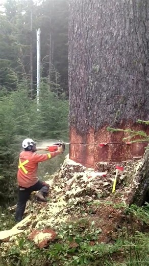 81K views · 1.3K reactions | . . . . . #logger #logging #chainsaw #arborist #stihl #treework #treelife #treecutting #loggers #stihlchainsaw #husqvarna #arblife #treecare #loggerlife #treesurgeon #forestry #treefelling #arboristlife #treeclimber #treeclimbing #treeservice #treeremoval #lumberjack #timberfaller #arboriculture #arboristsofinstagram #arborists #axe #treeworker #forest | Logger Pro | Facebook
