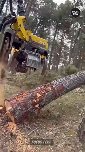 The Harvester’s Struggle Taking Down a Forest Titan #shorts #facts #foryou