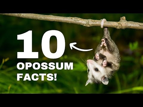 10 Surprising Facts About Opossums You Didn't Know
