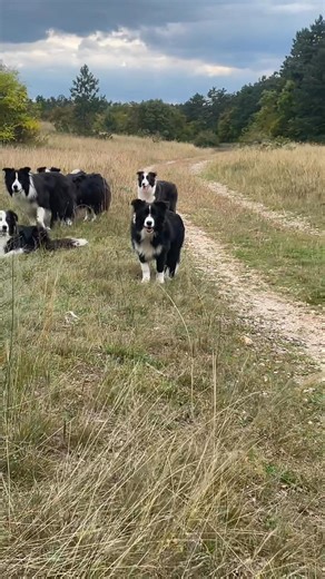 Our dogs ❤️ | Tímea Sólyom