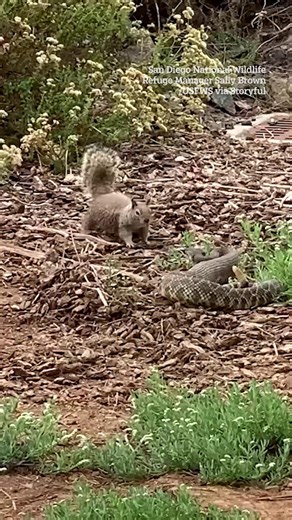 26K views · 57 reactions | Squirrel takes on snake in epic confrontation | The Sun | Facebook