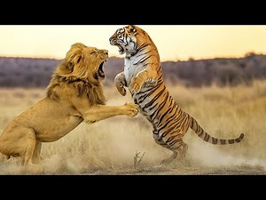 WHO WINS in a Fierce Battle of Lion vs Tiger?