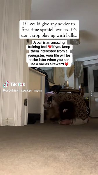 Bonding with Your Cocker Spaniel Through Play