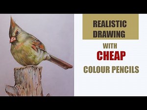 Drawing a Finch bird with cheap colour pencils | How to draw a Bird