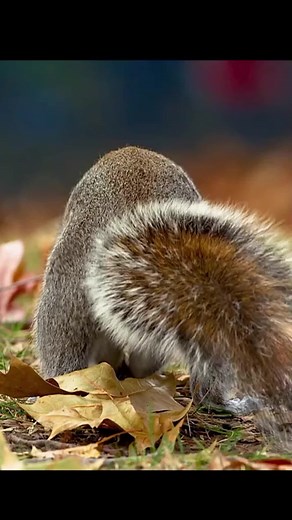 #fyp #WildAnimals #wildanimalsoftiktok #Animals #fypシ