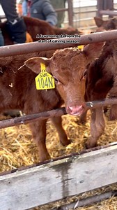 2.1K views · 827 reactions | Calving started with a bang and were already through most of our first cycle of heifers. Here’s a few moments from the past few weeks! #calving #redangus #angus | Bieber Red Angus Ranch | Facebook