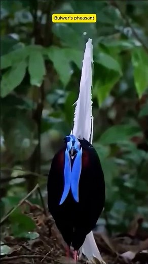 Sound of Bulwer’s Pheasant in the Wild #original #birdsounds #birdsongs #naturesvoice #birdcalls