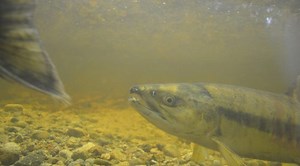 Tla’amin Watershed Protection Plan