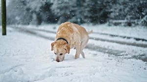Slow Motion Golden Labrador Dog Snow Stock Footage Video (100% Royalty-free) 1067225170 | Shutterstock