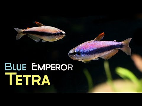 All About Blue Emperor Tetra: No1. Candidate for Cutest Fish