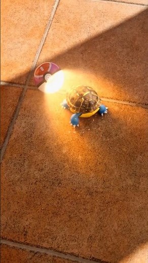 We turned our turtle into a Pokemon