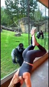 One Backflip… And The Gorilla’s Reaction Shocked Every Visitor Watching 🤯🦍 #UnexpectedMoment #AnimalReaction #ViralClip #WatchTillEnd | Puniya Digital
