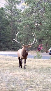 Our tour guests this morning wanted to see an elk bugle. How’d we do? www.GoodBullGuided.com #Photography #wildlife #nature #colorado #goodbull #elk #bullelk #wapiti #wildanimals #animals | Good Bull Outdoors