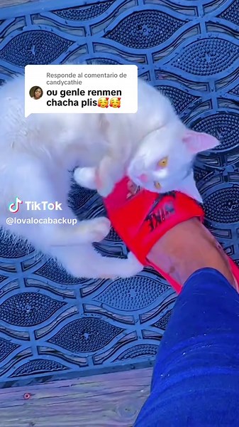 Respuesta a @candycathie #cat #catsoftiktok #cats #catlover