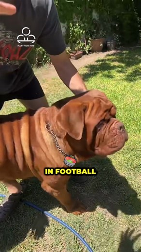 2.7K views · 40 reactions | This is how footballers treat THEIR pets  #messi #depay #modric #benzema | HattrickHub | Facebook