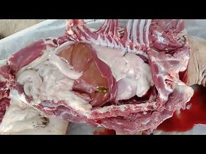 Anaemic lung, blood and other pale internal organs in dog during necropsy(post mortem)
