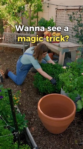 Try this trick in your garden (Free plants!)