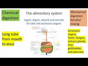AF SOMALI ALIMENTARY SYSTEM