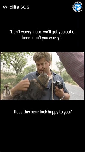 Years ago, on a dusty roadside in India, our president, Alan Knight, looked into the eyes of a terrified bear and said, “Don’t worry mate, we’ll get you out of here.” He meant it. For more than 400 years, sloth bears in India were forced to “dance.” What began in the Mughal era as performances for emperors became roadside entertainment for paying crowds. Mother bears were killed so their cubs could be stolen. Red hot irons were driven through tiny muzzles. Ropes were forced through open wounds.