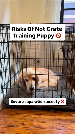 You will not regret committing to crate training your puppy or dog. Ultimately, the benefits far outweigh the difficulty of the task. Many people have very easily avoidable problems because they failed to crate train. Don’t be that person 😊 If you need further help: - Book an in person/virtual lesson ✅ - Check out my online course ✅ - Join my subscription service ✅ Find all of these avenues by heading to my profile 🤙🏾 #dogtrainer #dogtrainingadvice #puppy | Apex Dog Training