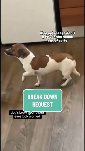 Understanding Dog Behavior: Canine Body Language Explained