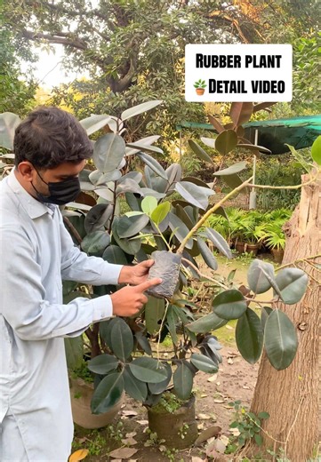 Giant Rubber Plant Care Tips in Small Pots