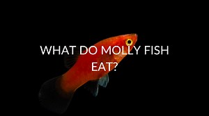 6 Best Foods For Molly Fish (And Everything They Eat)