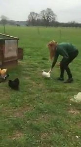 1.3K views | A useful trick - Using a bantam to catch another bantam | Botanycamping | Facebook