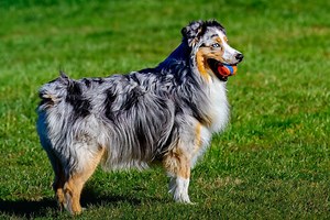 Thüringen: Merlin hatte es in seinem Leben nicht leicht! "Kam mit einer blutigen Pfote zu uns"
