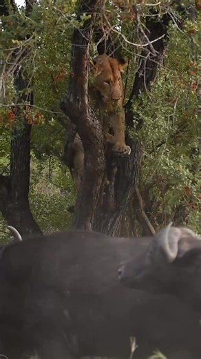 1M views · 13K reactions | Buffaloes that Trap Lion in Tree Try Bite his Balls An unlucky lion chased by buffalo finds himself trapped by two angry herds; he chooses to ascend a tree in defence. A wise move or not? Victoria Craddock & Chad Hobson of MalaMalaGameReserve | Latest Sightings - Kruger | Facebook