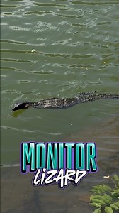 Water Monitor Lizard , Bangkok , Thailand