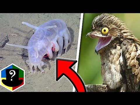 TOP 10 Grimmeste Dyr i Verden!