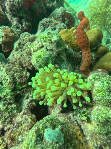 Two Giant Caribbean Sea Anemones, Dos Anemonas Gigante Del Caribe, on coralhead in Caribbean Sea