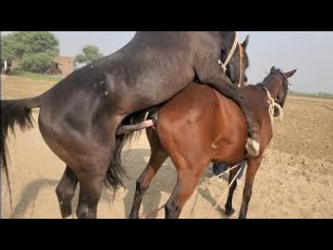 Powerful Horse Breeding | Natural Stallion & Mare Mating Process | Equine Breeding Documentary