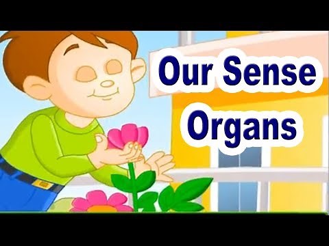 Our Sense Organs (Unit 1) | 2nd Std | EVS | English Medium | Maharashtra Board | Home Revise