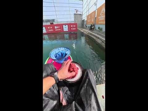 If I don't catch 500 fish today, I'll take a live stream bath in the water.