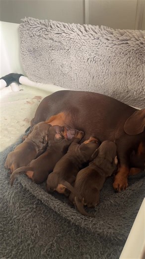 Two weeks of growth, wait till the end 🤣 (the whelping box gets cleaned twice a day morn/night)