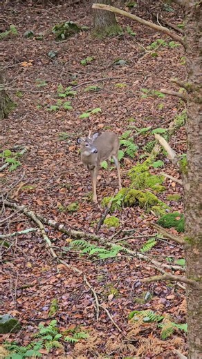 2.4K views · 12 reactions | Patsy Grieco on Reels | Facebook