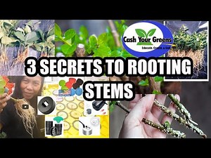 3 SECRETS TO ROOTING STEMS / Plant Propagation the Easy Way