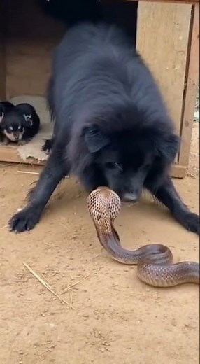 Dog Defends Family from Snake 🐕‍⬛❤🐍