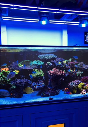 Exploring Stunning Reef Tanks and LED Lighting