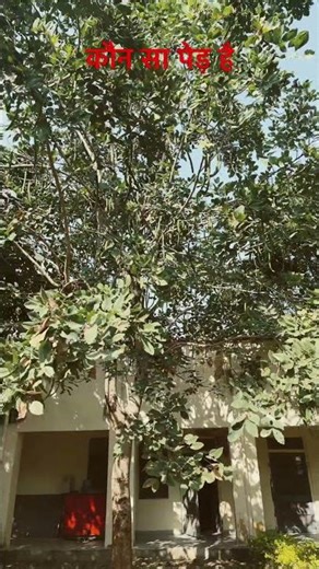 Unknown Tree.. #tree #environment #viral #trending