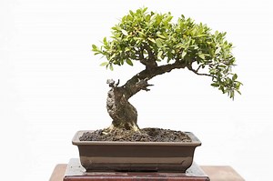 Boxwood Bonsai Tree