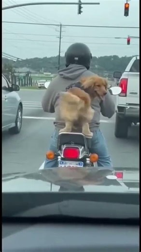 ⚠️ This Dog Is TOO Funny for the Internet 😂🐶 | Try Not to Laugh!