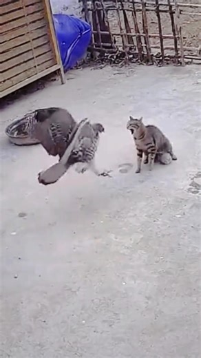 6.9K views · 36 reactions | 礪 Eagle Attacks Cat in Shocking Moment! ...