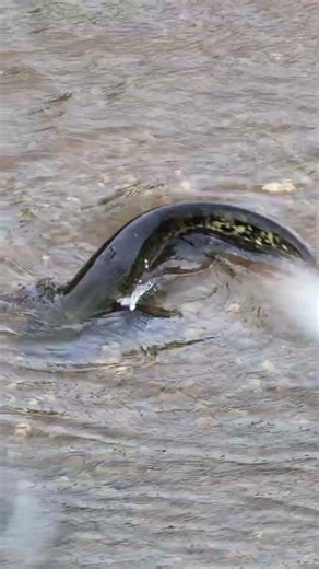 The rare pigeon‑eating catfish !