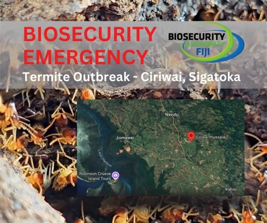 𝐁𝐈𝐎𝐒𝐄𝐂𝐔𝐑𝐈𝐓𝐘 𝐄𝐌𝐄𝐑𝐆𝐄𝐍𝐂𝐘: 𝐓𝐄𝐑𝐌𝐈𝐓𝐄 𝐎𝐔𝐓𝐁𝐑𝐄𝐀𝐊 𝐈𝐍 𝐂𝐈𝐑𝐈𝐖𝐀𝐈, 𝐒𝐈𝐆𝐀𝐓𝐎𝐊𝐀 Following a recent outbreak, the Asian Subterranean Termite (AST) has been confirmed in Ciriwai, Sigatoka, leading to an official Biosecurity Emergency Declaration, effective October 1 under the Biosecurity Act 2008. Breaching these restrictions is a serious offence and may lead to legal action. 🛑 Help stop the spread. 📍 Do not move potentially infested materials. These materials in