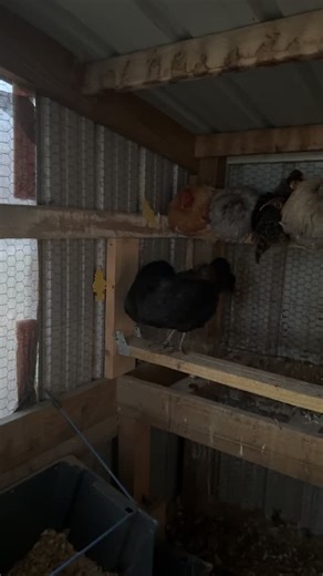 17 reactions · 4 comments | First really cold night here in Iowa. What’s the temps like where you are? #backyardchickens #winteriscoming #ihatethecold | Alexander Acres | Facebook