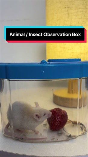 Insect Observation Box for Kids - Fun Learning Toy